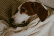 6 home remedies for dog diarrhea