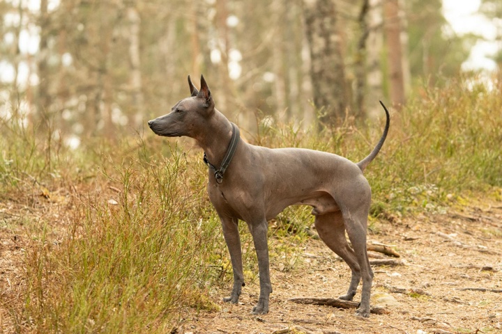 Xoloitzcuintli - hairless dog breed