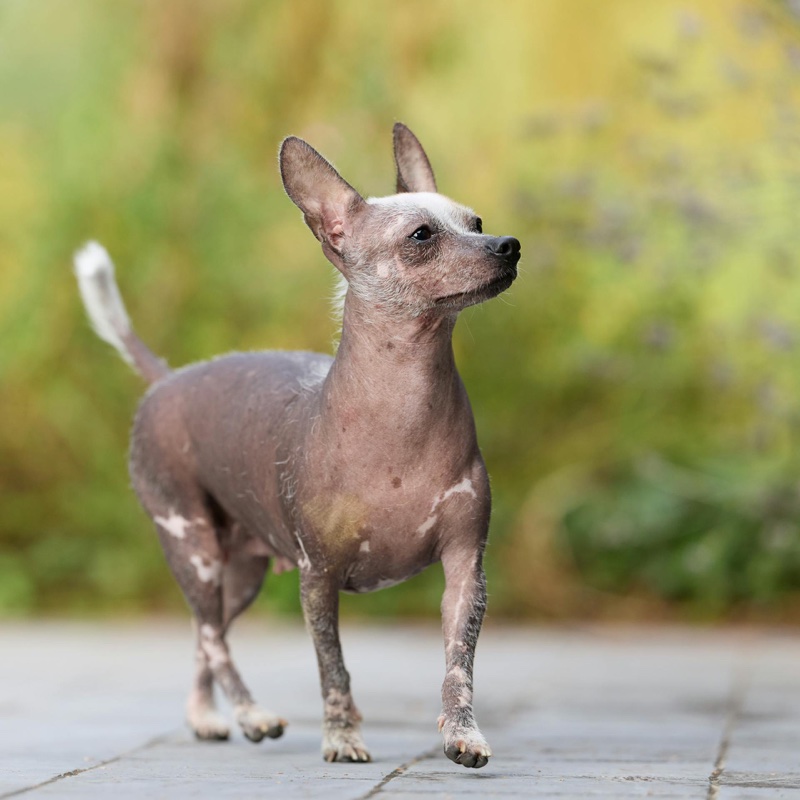 Chinese Crested - hairless dog breed
