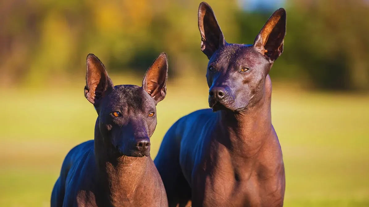 Argentine Pila Dog -hairless dog breeds