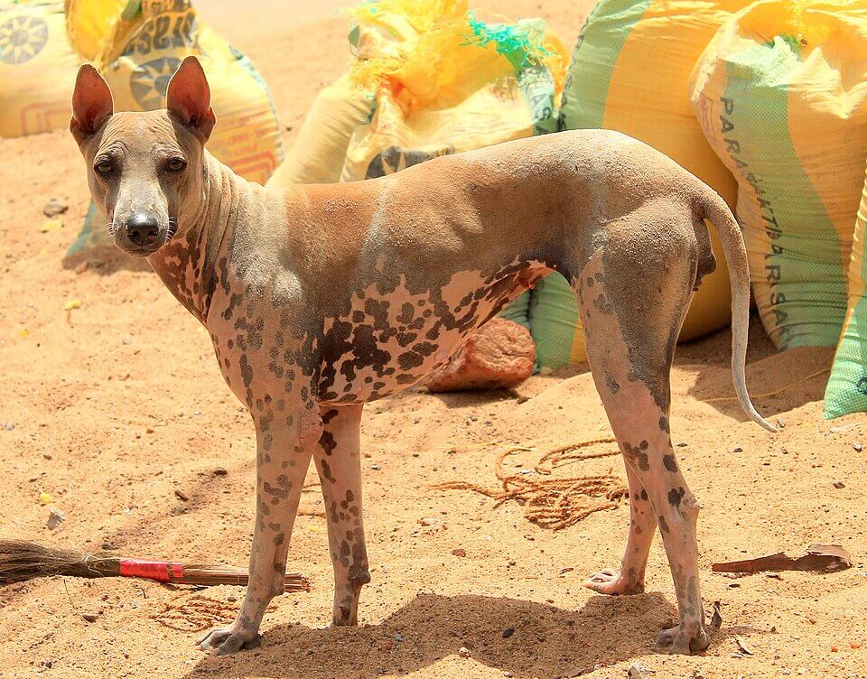 Jonangi - hairless dog breeds