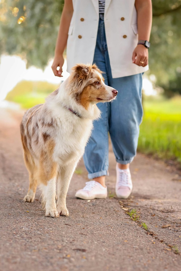 Australian Shepherd