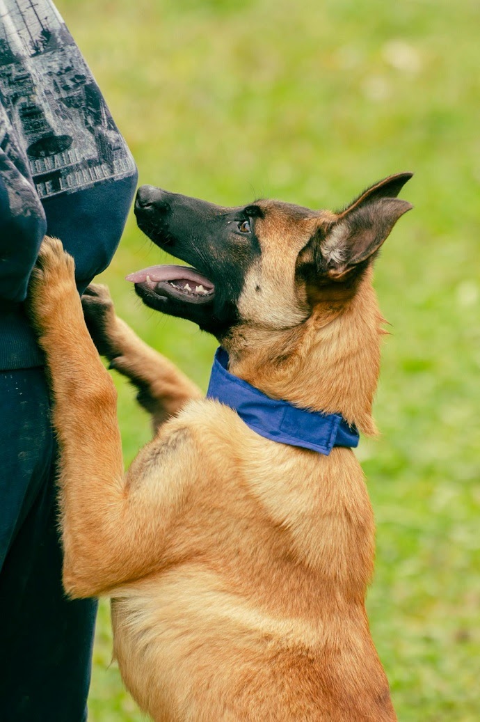 Belgian Malinois