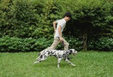 A man enjoys running with his Dalmatian dog on a green lawn in a sunny park. active person best dog