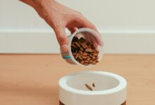 Best Dog Foods for Dogs With Allergies