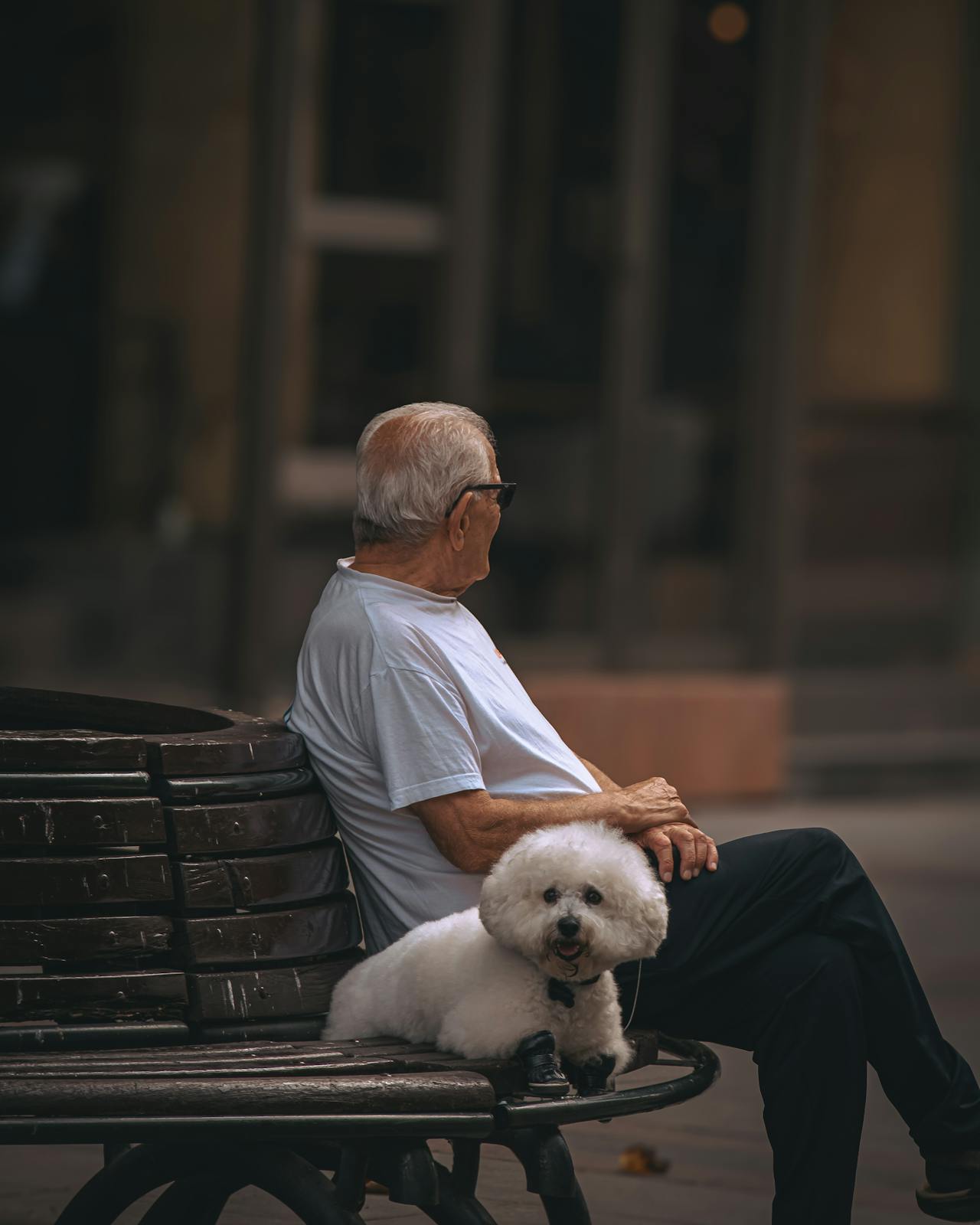 Bichon Frise - dog breed for seiors