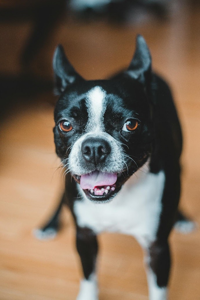 Boston Terrier - dog breed for seiors
