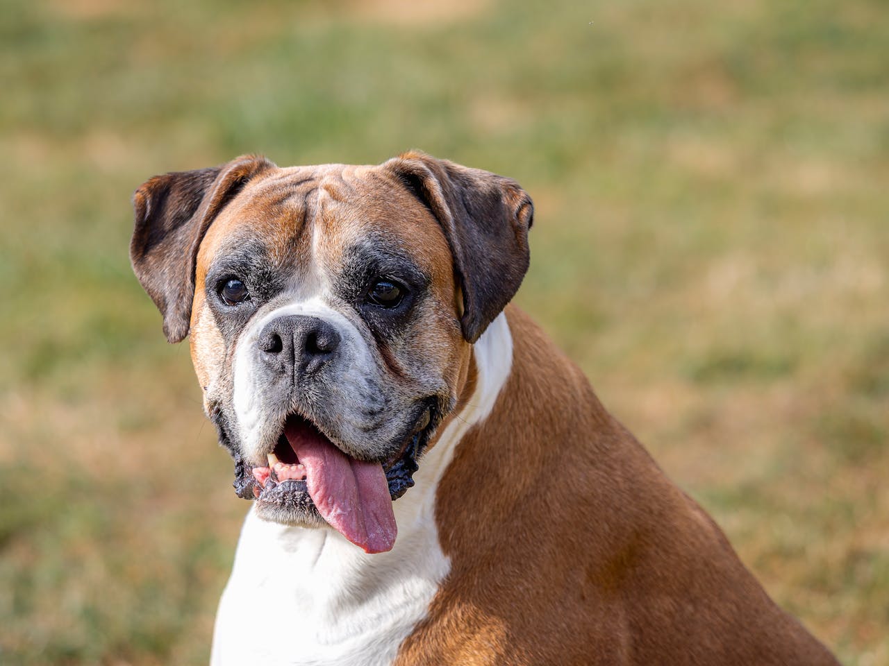 Best Dog Breed for Older Kids - boxer