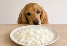 Can Dogs Eat Onions? Toxicity Signs and Safety Facts