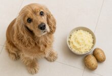 Can Dogs Eat Potato? Here’s Everything I Wish I Knew Sooner