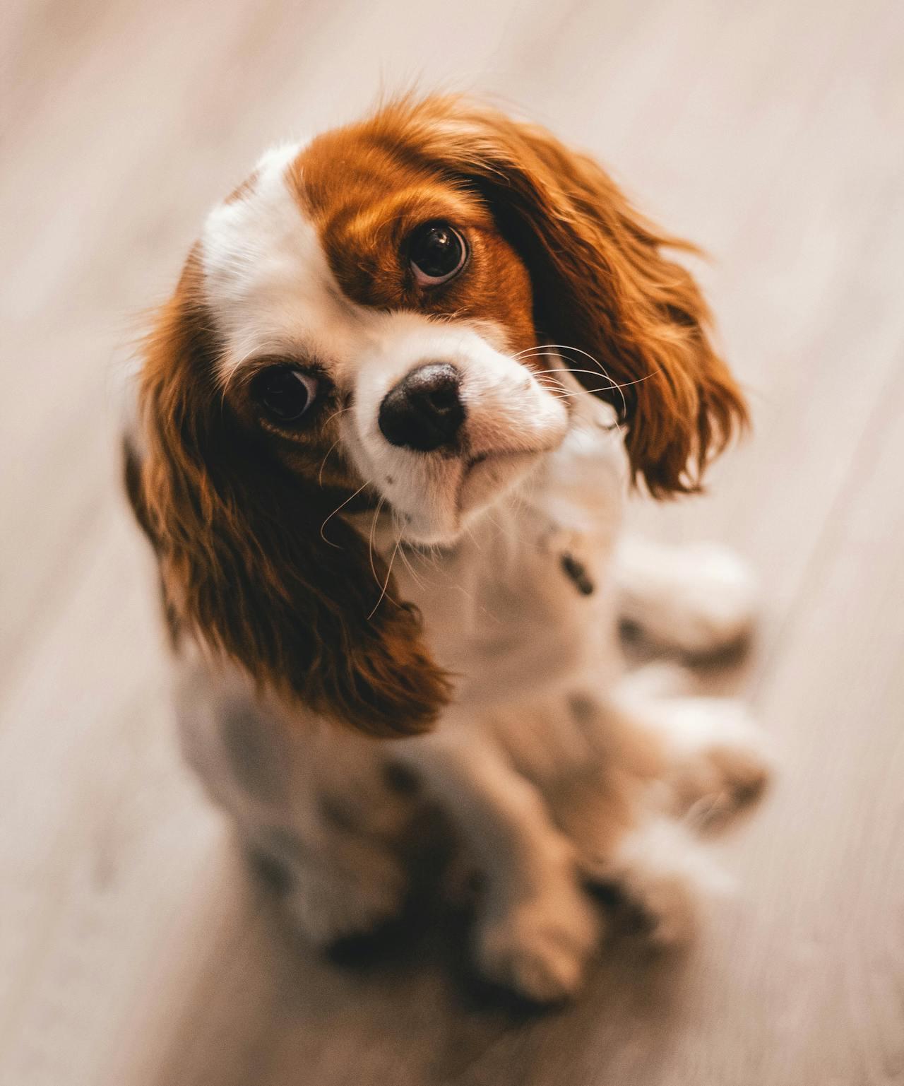 Cavalier King Charles Spaniel - dog breed for seiors