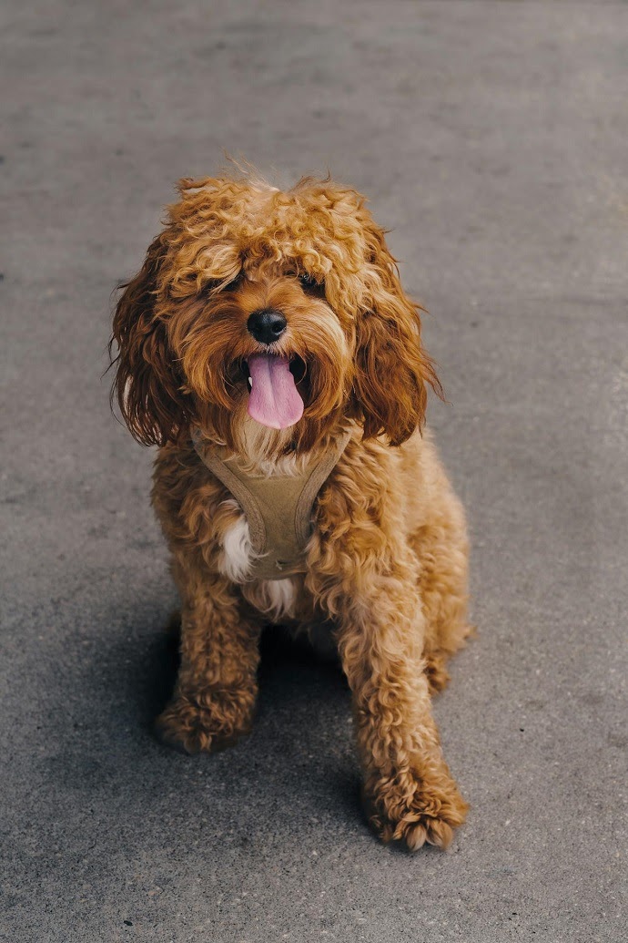 Cavapoo - dog breed for seiors