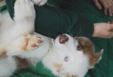 Cobbing in Dogs: Why Dogs Nibble With Their Front Teeth