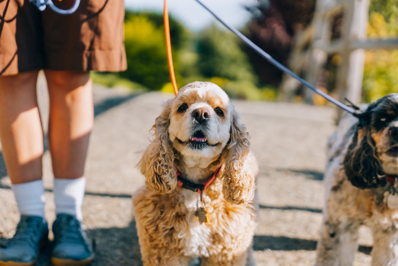 Best Medium Dog Breed for Kids - Cocker Spaniel