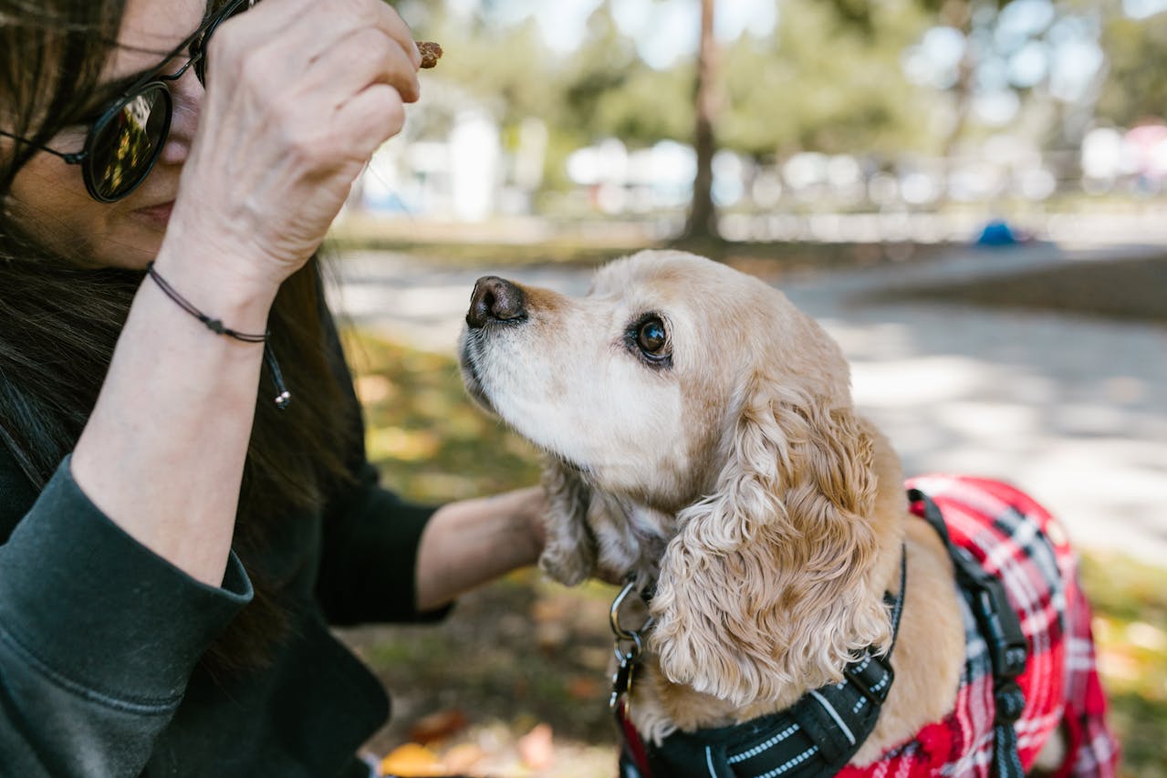 Cocker Spaniel - dog breed for seiors
