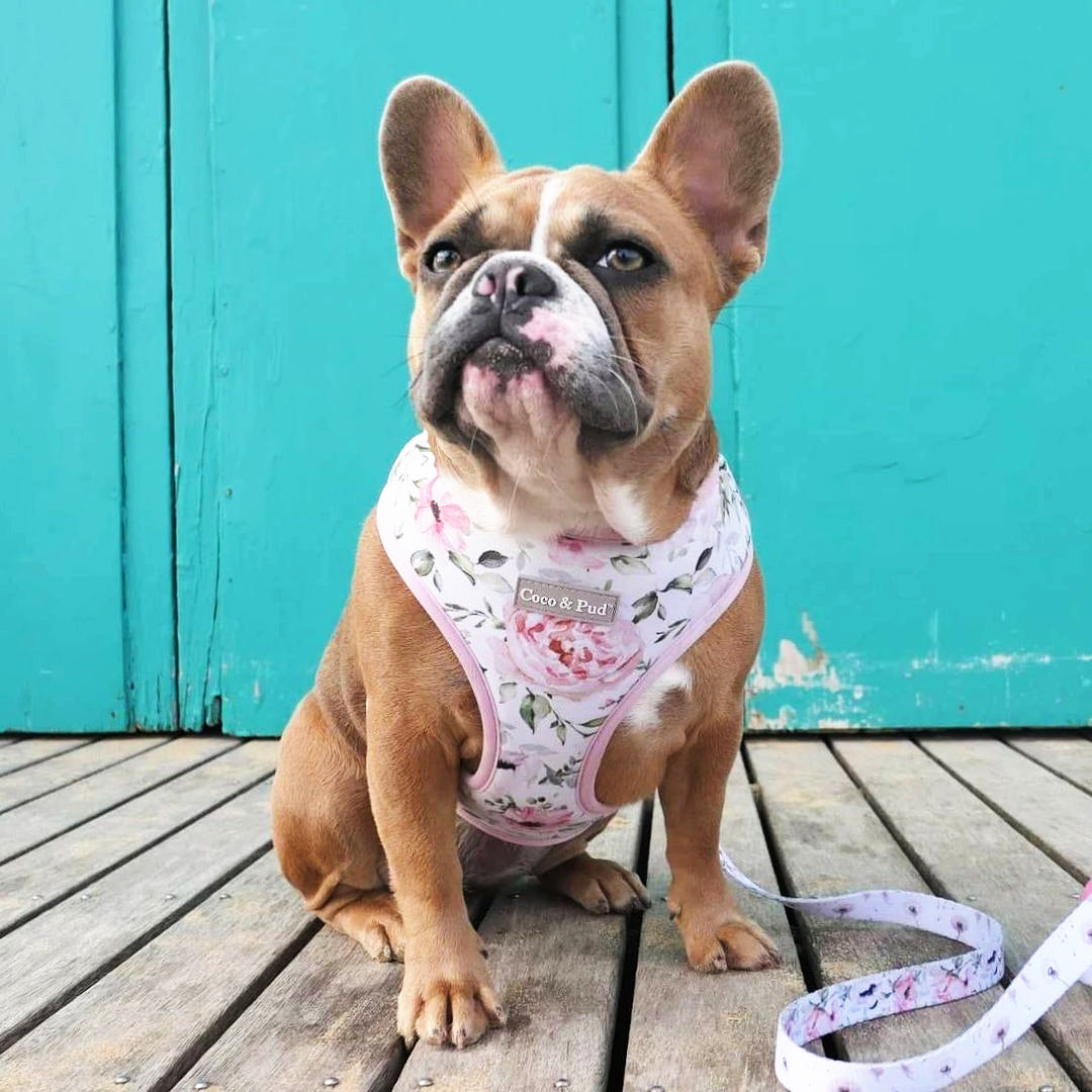 Coco & Pud Le Jardin Reversible Floral Dog Harness