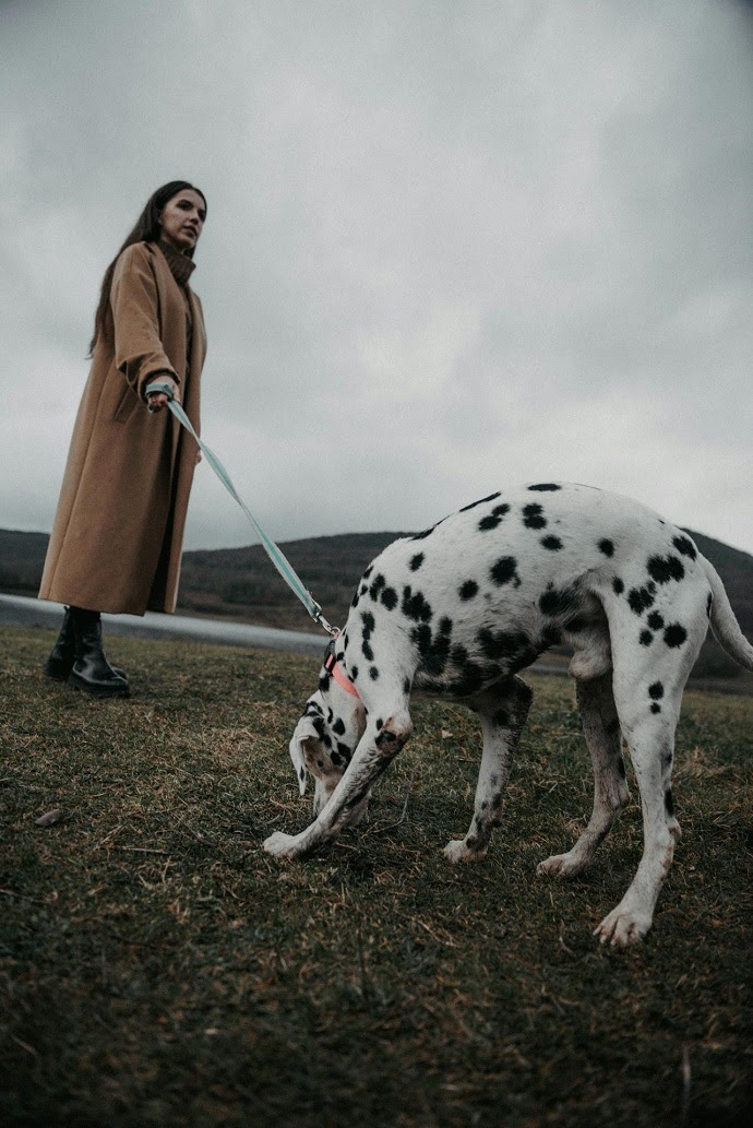 Dalmatian
