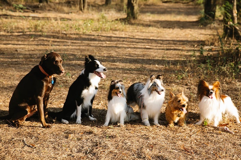 small dogs and large dogs do not age at the same rate after puppyhood.