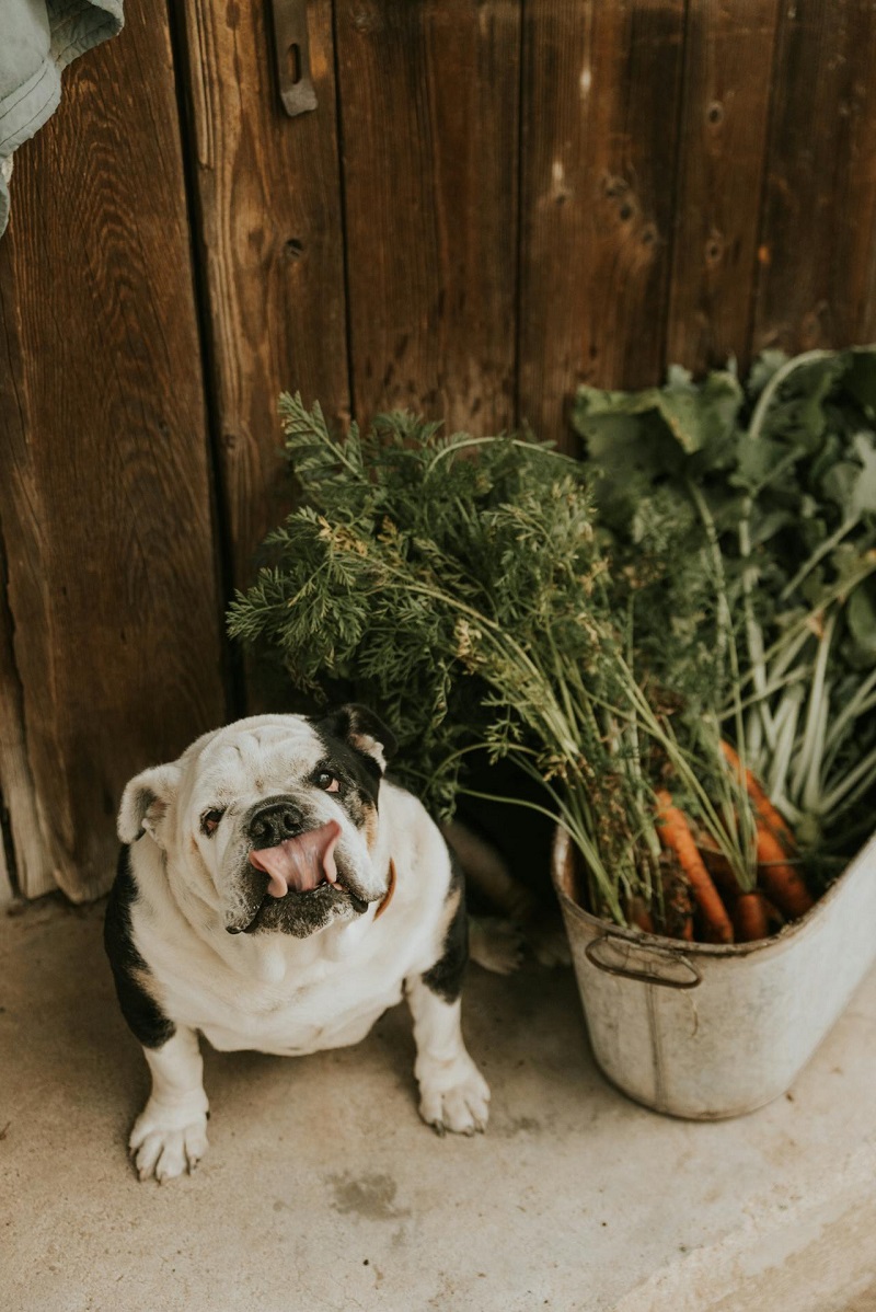 Can Dogs eat Carrots?