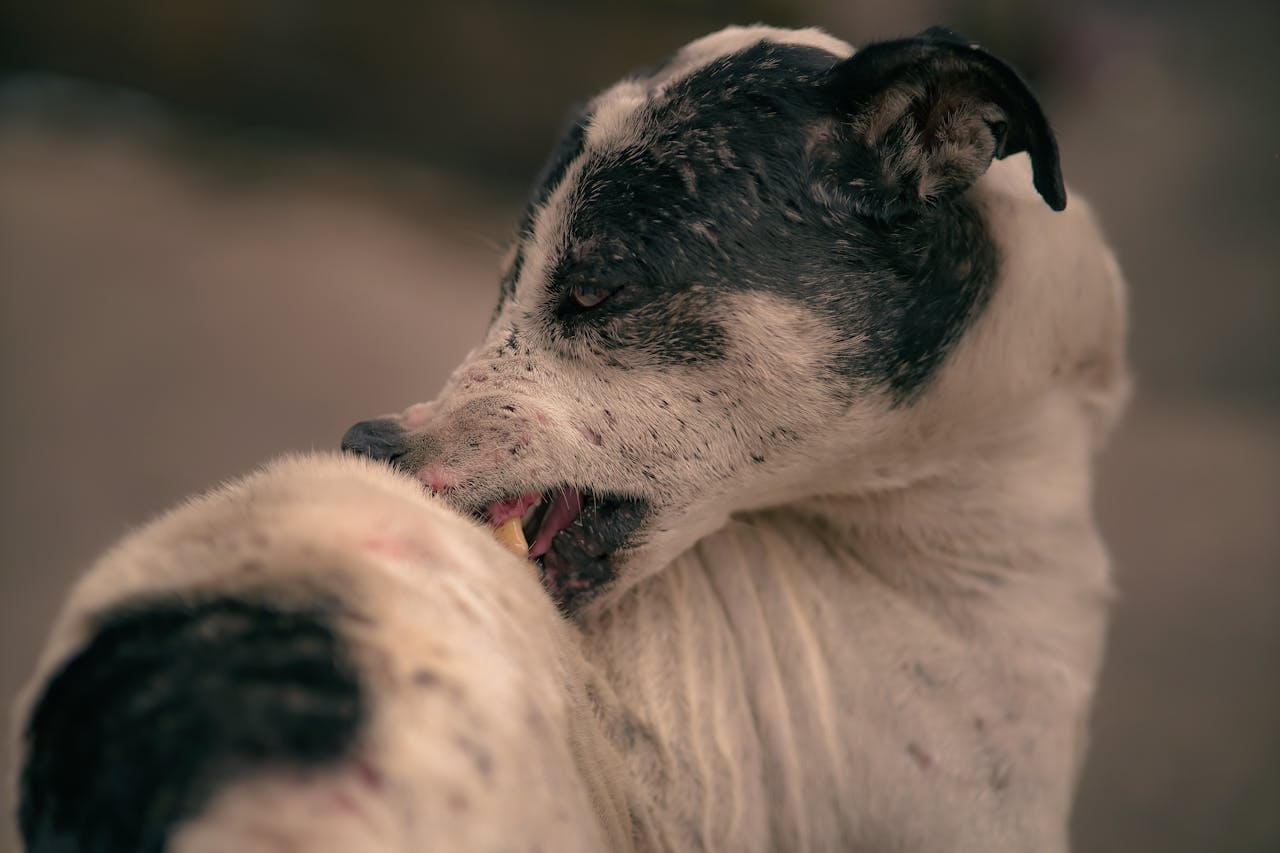 Cobbing in Dogs: Why Dogs Nibble With Their Front Teeth