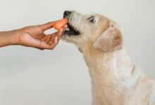 Can Dogs Have Carrots?
