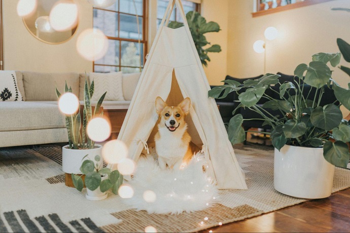 Keeping Your Home Clean and Fresh With Dogs Around