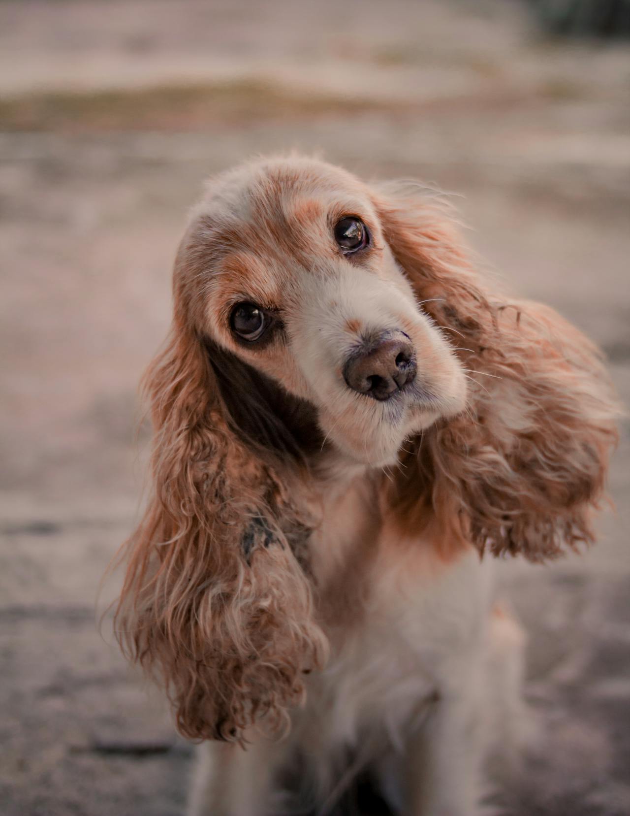 English Cocker Spaniel