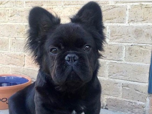 Fluffy Frenchie Breed Guide: Everything to Know About the Long-Haired French Bulldog