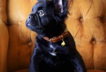 Fluffy Frenchie Breed Guide: Everything to Know About the Long-Haired French Bulldog