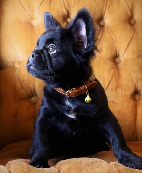 Fluffy Frenchie Breed Guide: Everything to Know About the Long-Haired French Bulldog