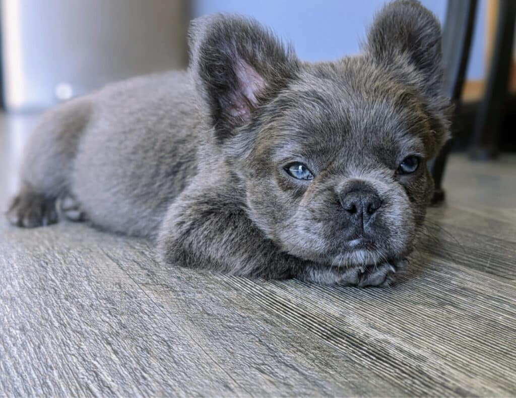 Fluffy Frenchie Breed Guide: Everything to Know About the Long-Haired French Bulldog