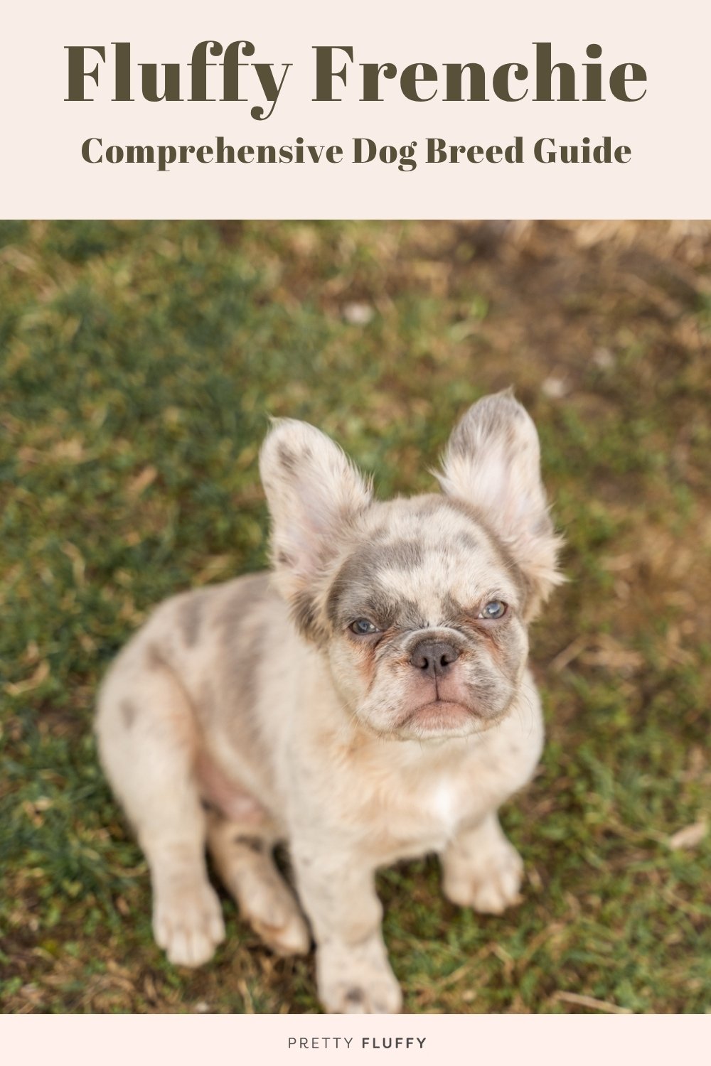 Fluffy Frenchie Breed Guide: Everything to Know About the Long-Haired French Bulldog