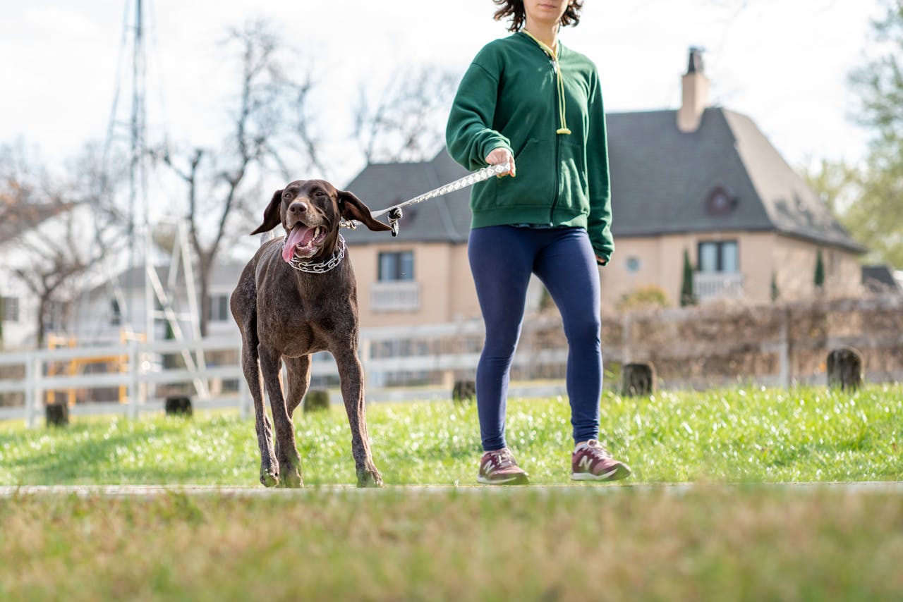 German Shorthaired Pointer