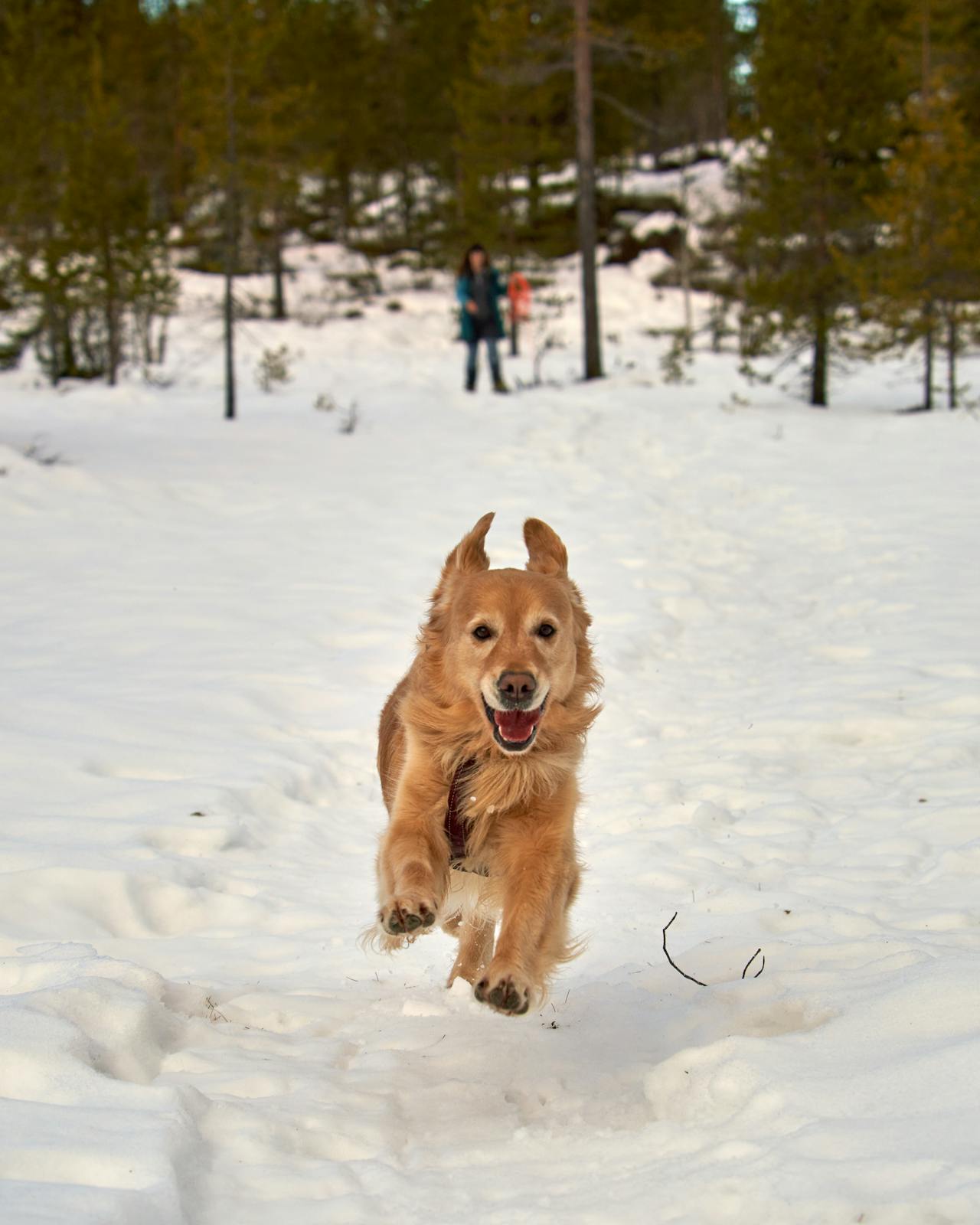 Golden Retriever
