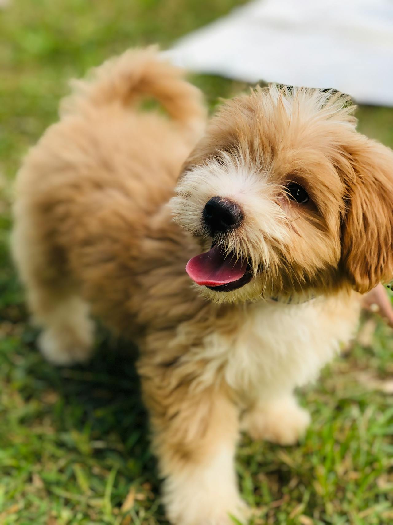 Havanese - dog breed for seiors