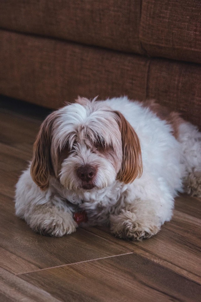 Havanese -