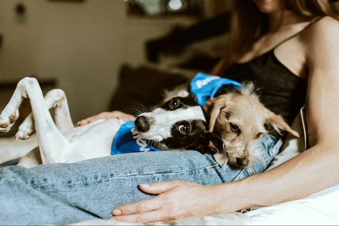 What Responsible Dog Ownership Looks Like in Everyday Life
