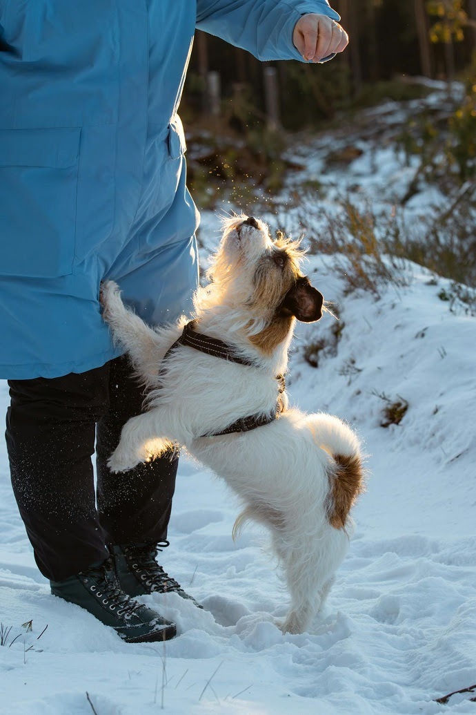 Jack Russell Terrier