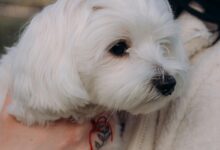 Maltese - best dogs for first time owners