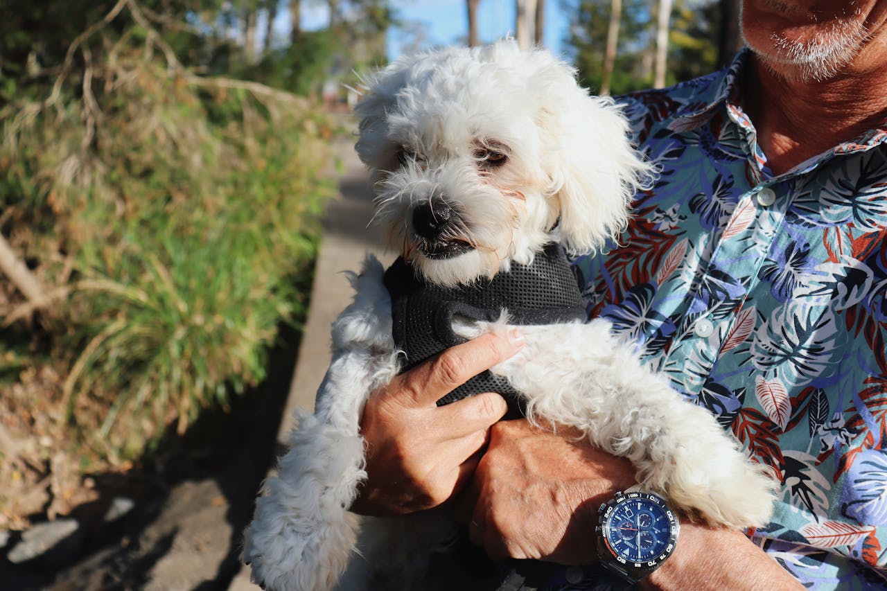 Maltese - dog breed for seiors