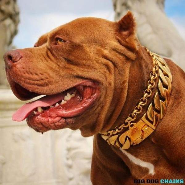 THE MIDAS Gold Cuban Link Dog Collar by Big Dog Chains