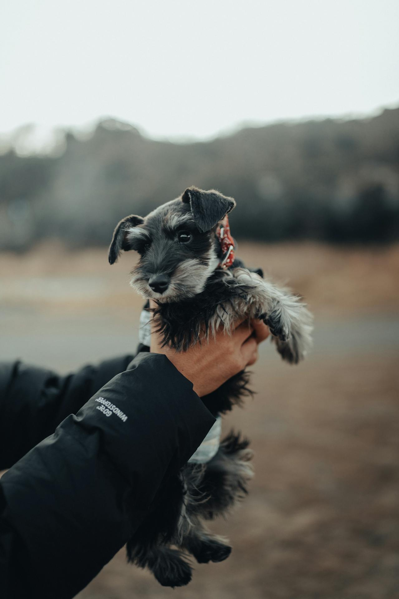Miniature Schnauzer - dog breed for seiors