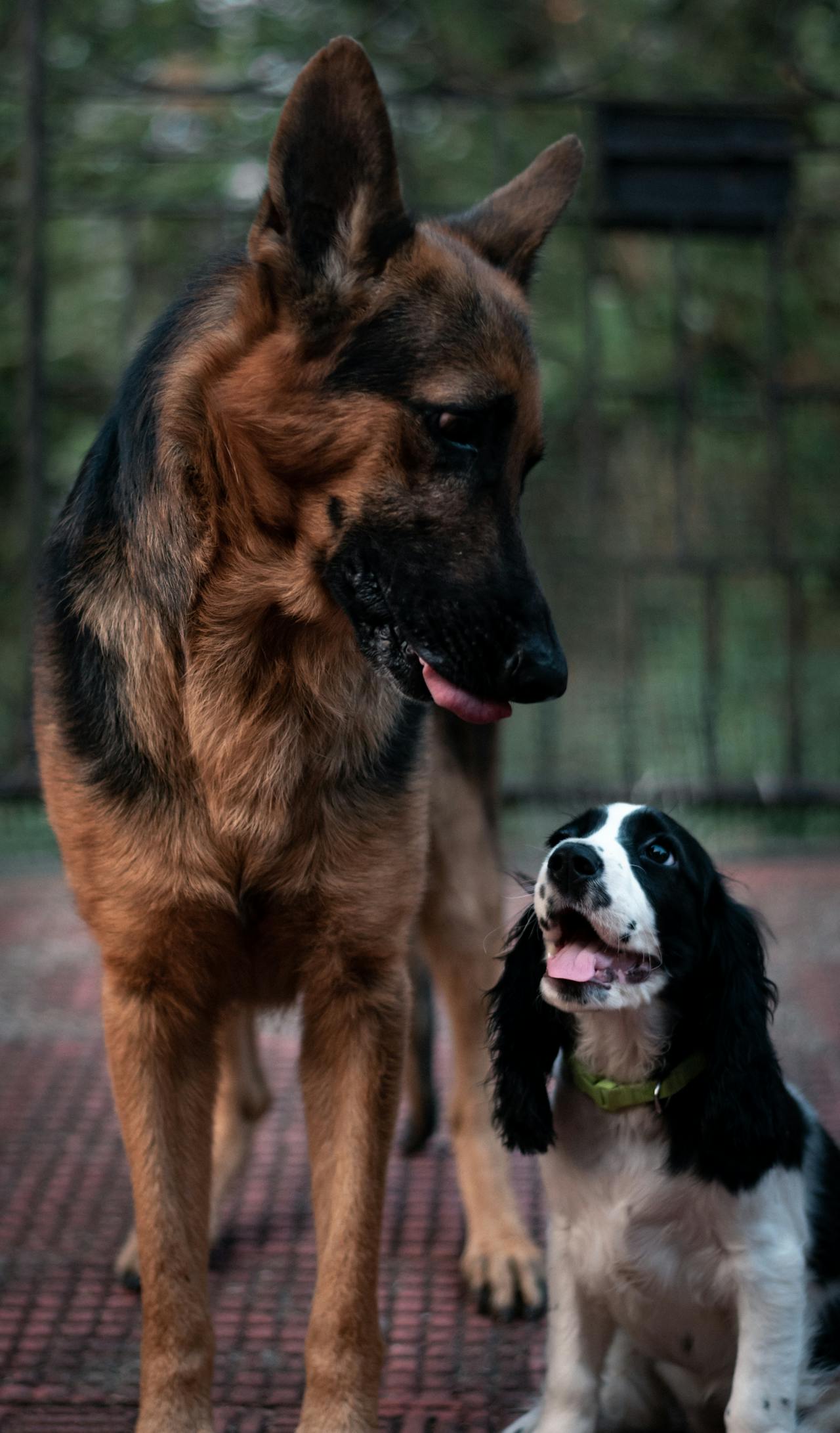 The Life Stages of a Dog