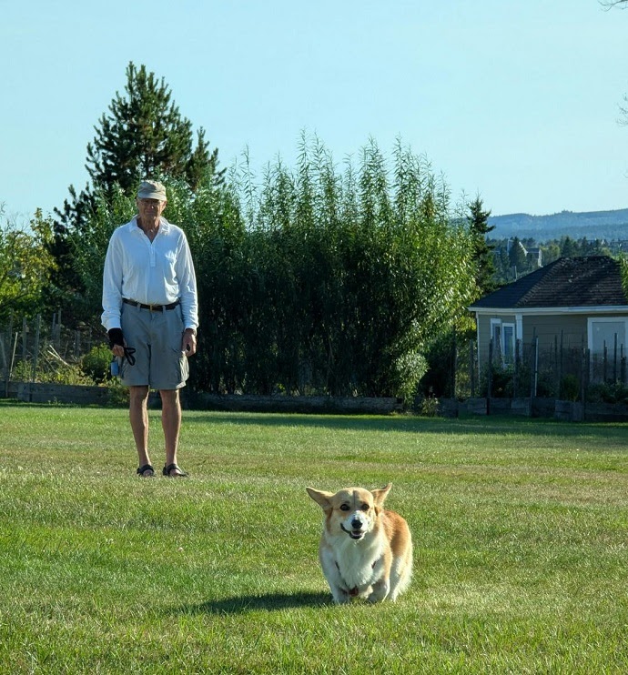 Pembroke Welsh Corgi - dog breed for seiors