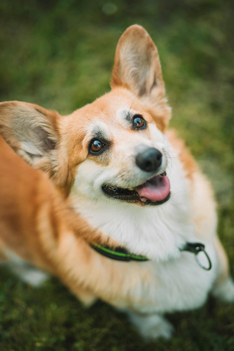 Pembroke Welsh Corgi