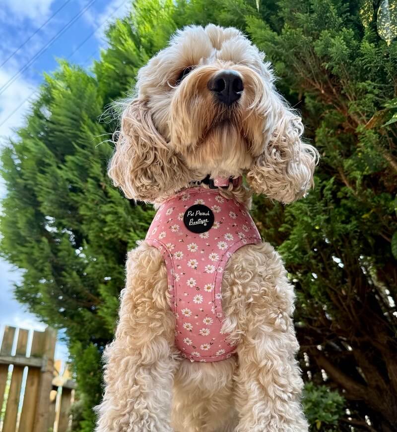 Pet Pooch Boutique Dusky Pink Daisy Floral Dog Harness