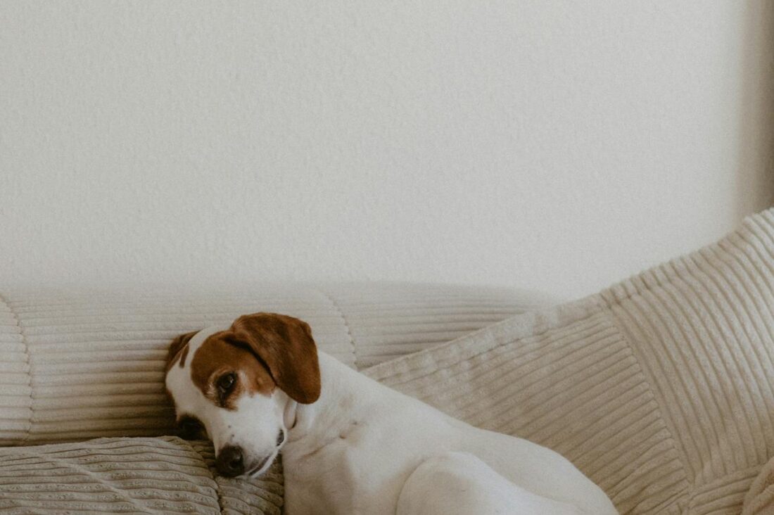 How to Create a Calm, Cozy Routine for Your Dog