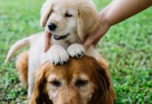How to Calculate Your Dog's Age in Human Years