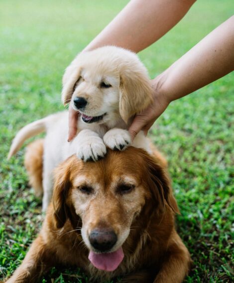 How to Calculate Your Dog's Age in Human Years