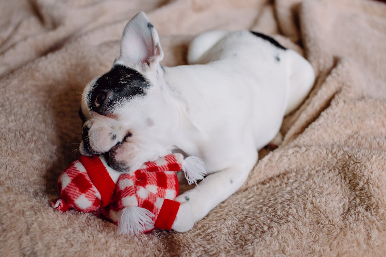teething in puppies - cobbing